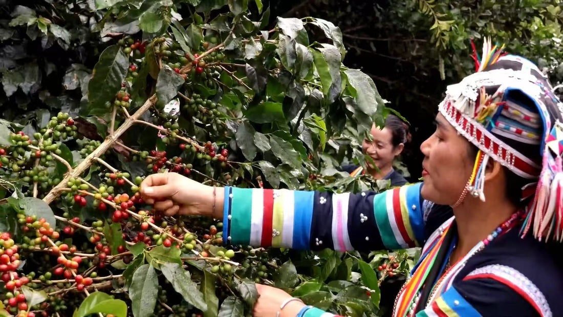 Discovering Tianhao Estate: A New Chapter in Our Yunnan Journey