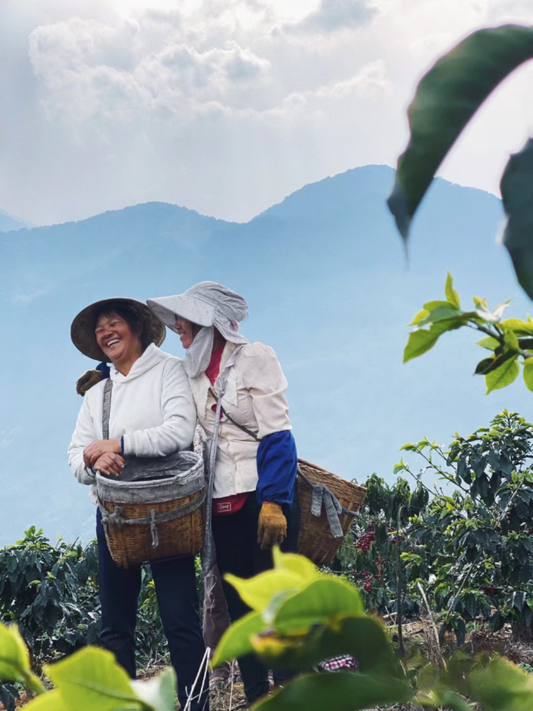 Celebrating the Women Behind Yunnan Coffee