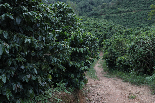 From Mom to the son, from a Coffee Enthusiast to a Yunnan Coffee Pioneer: The Journey of Xi Yao