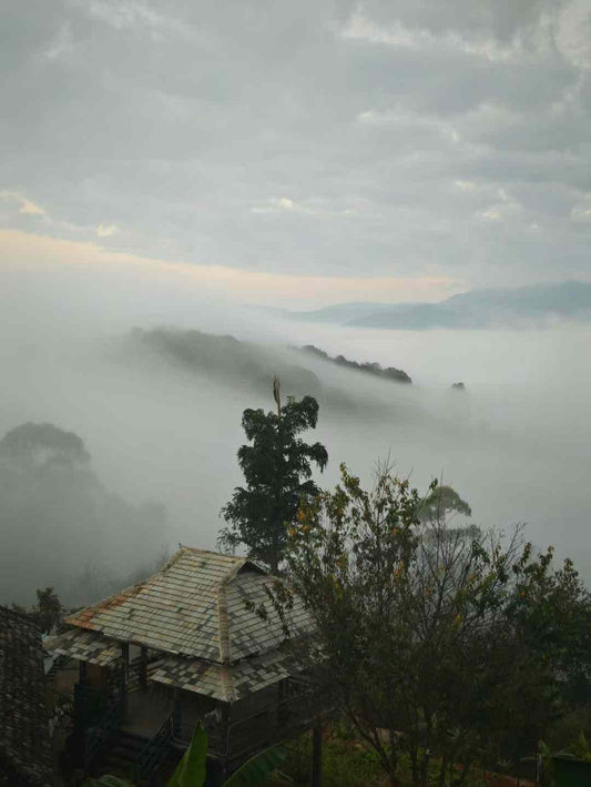 Beyond the Cup: Recapping Our March 2026 Journey Through Yunnan’s Living Terroir & Culture