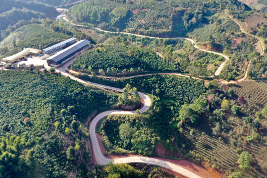 Yirong Estate and Shu From Yunnan: A Coffee Collaboration Rooted in Connection